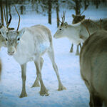 Finnland2